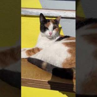 Cute street cat sunbathing in front of the cafe #catshorts #kitten #meow #catsofyoutube #cute #cats