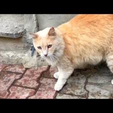 The lonely cat that looks like a lion tells me that it is hungry by talking to me