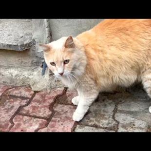 The lonely cat that looks like a lion tells me that it is hungry by talking to me