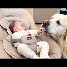 GOLDEN RETRIEVER Falls In Love With NEWBORN BABY!