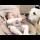 GOLDEN RETRIEVER Falls In Love With NEWBORN BABY!