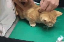 주사맞는 냥이