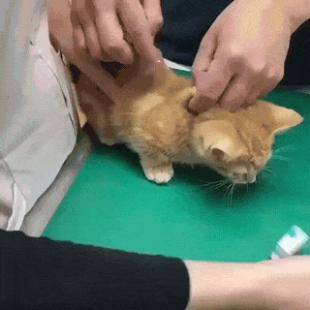 주사맞는 냥이