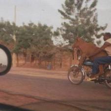 소가 오토바이를 타고가네