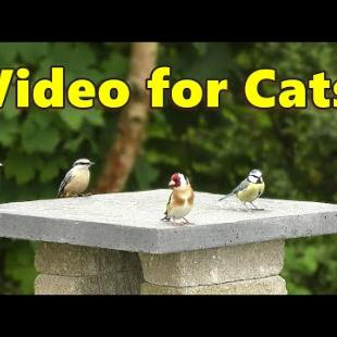 Bird for Cats to Watch ~ Spring Garden Birds ⭐ 8 HOURS ⭐ NEW ✔️