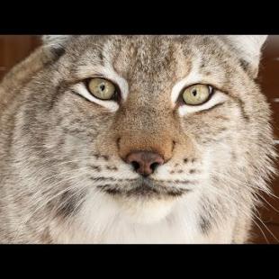 РЫСИ РАЗМЯУКАЛИСЬ ОТ РАДОСТИ ВОССОЕДИНЕНИЯ / Бобр разучился поднимать хвост