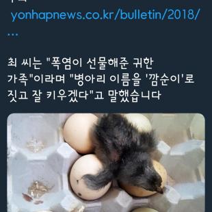 폭염의 불사조