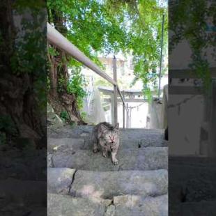 山の神社に猫！？階段トコトコが可愛すぎた件🐾⛩️