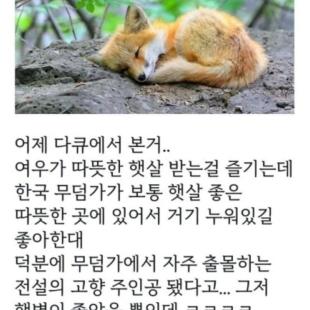 여우 관련된 설화가 많은 이유