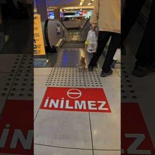 まだエスカレーターの乗り方が分からない子猫