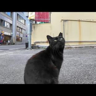 街中のコインパーキングで人懐っこい黒猫に出会った