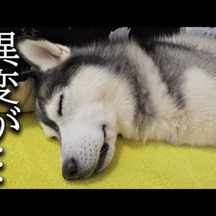 ハスキー犬が放し飼いの犬に噛まれてから様子がおかしいです...