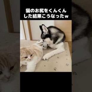 猫のおしりをくんくんした結果こうなった...笑#shorts