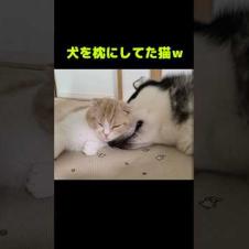 犬を枕にしてた猫がこちら...笑#shorts