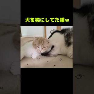 犬を枕にしてた猫がこちら...笑#shorts