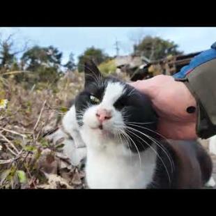道路脇の空地にあった猫の家に行ってきた