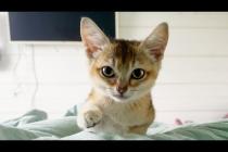 ИНОПЛАНЕТНАЯ КОШКА БУРЧИТ НА БАРХАННОГО ГИБРИДА / Опыт использования туалета для животных Amicura