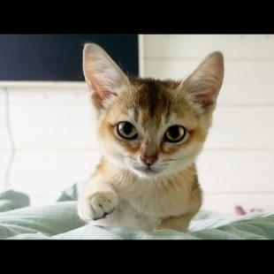 ИНОПЛАНЕТНАЯ КОШКА БУРЧИТ НА БАРХАННОГО ГИБРИДА / Опыт использования туалета для животных Amicura