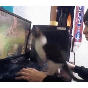 컴퓨터로 고양이랑 놀아주는 집사