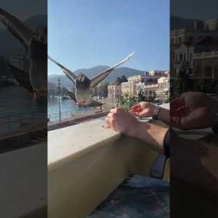 Seeing the bread crumbs, the bird family gathered to eat #shorts #animals #cute #birds #birdslover