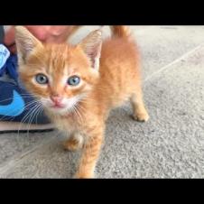 Lonely and Hungry 😿🍂 These Tiny Kittens Just Need Some Tenderness 🤍🐾