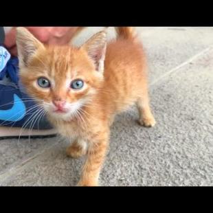 Lonely and Hungry 😿🍂 These Tiny Kittens Just Need Some Tenderness 🤍🐾