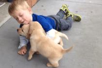 멍멍이의 집단공격