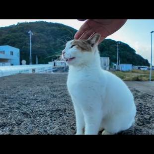 防波堤の上の猫ちゃん、会うと必ず挨拶してきてカワイイ