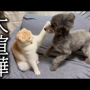 深夜に帰宅すると犬と猫が喧嘩して大変なことに...