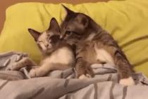 냥이의 애무행동