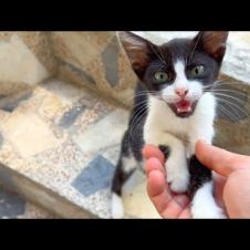 Hungry kittens talk to me by meowing and purring