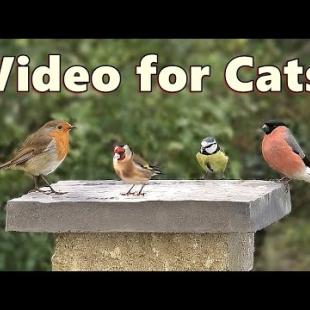 Birds Videos for Cats and Kittens to Watch Birds