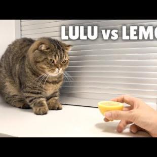 I Found LuLu’s Worst Enemy! | Kittisaurus