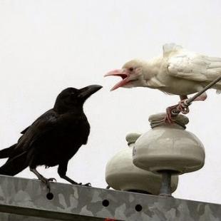 Albino Crow