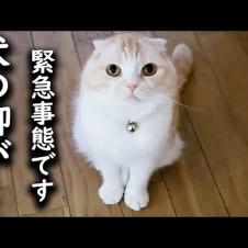 異変に気づき知らせに来た猫について行くと...