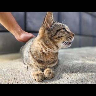 漁港の街の路地裏で出会った猫をナデナデしてきた