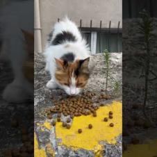 Hungry kitten; Meow for food 💔🐱#shorts #kitten #cat #catlove #cute #animals  #adoptstrays #kitty