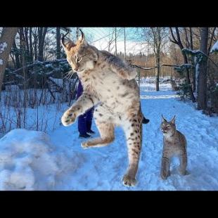 РЫСИ ПРЕВРАТИЛИСЬ В КОТЯТ / Реакция пумы Налы на перчатку