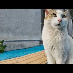 夕方のフェリー乗り場にいた“よく喋る猫”、可愛すぎてちゅーるあげたら…！