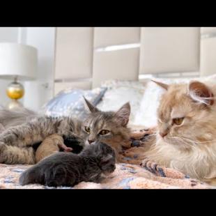 Dad Cat Meets Newborn Kittens for the First Time!