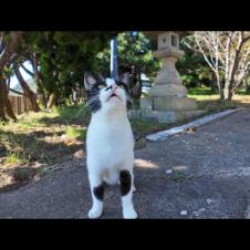 猫島の神社にいたハチワレ猫がカワイイ