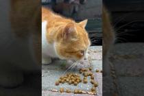 The yellow furry cat is very hungry, eating food non-stop #catshorts #cats #cat #catvideo #cute