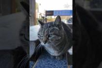 足湯の猫、湯船の縁の温かい所に座ってカワイイ