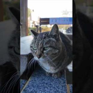 足湯の猫、湯船の縁の温かい所に座ってカワイイ