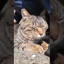 撫でてほしくて降りてきた猫、可愛すぎて尊い…🐾