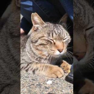 撫でてほしくて降りてきた猫、可愛すぎて尊い…🐾