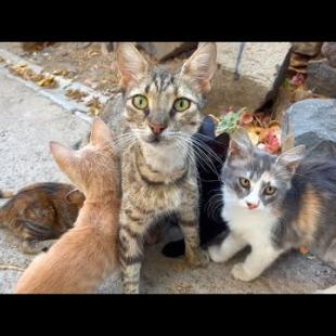 Cute mother cat purrs while feeding her kittens