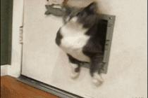 다이어트 해야겠다