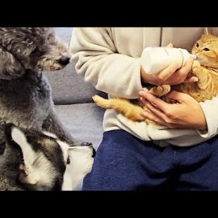 子猫に初めてミルクをあげてみたら先住猫と犬が大変なことに...