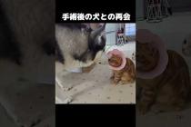 子猫の手術後犬との再会に泣けた...#shorts